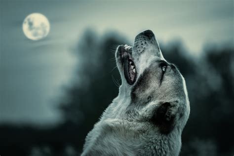 Howling At The Moon Bwin